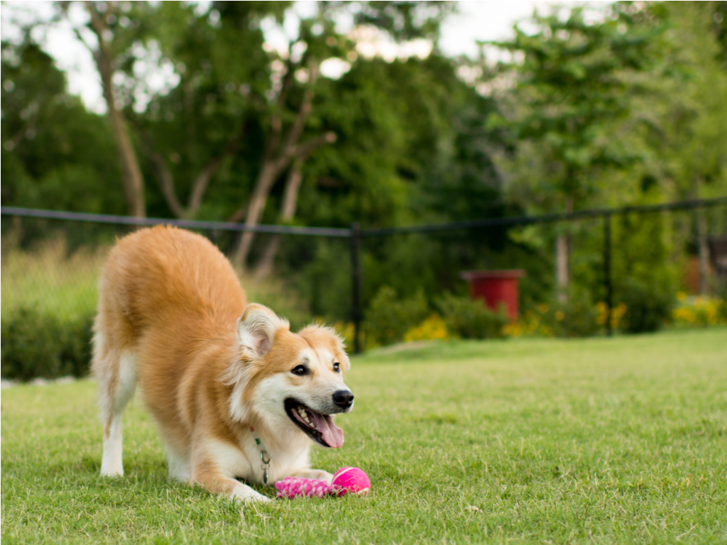 apartment pet park