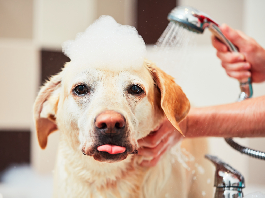 apartment pet spa